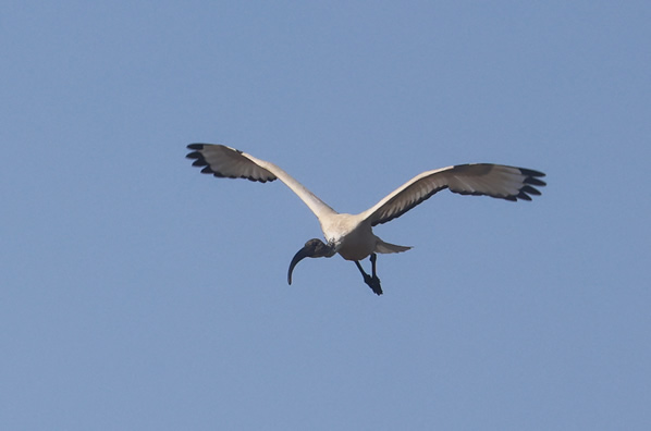 African Sacred Ibis